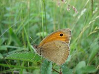 Maniola jurtina 42, Bruin zandoogje, Saxifraga-Arthur van Dijk
