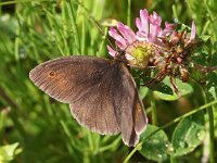 Maniola jurtina 52, Bruin zandoogje, Saxifraga-Hans Dekker