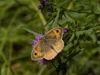 Maniola jurtina 55, Bruin zandoogje, female, Saxifraga-Jan van der Straaten