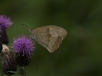 Maniola jurtina 56, Bruin zandoogje, female, Saxifraga-Jan van der Straaten