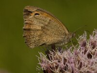 Maniola jurtina 57, Bruin zandoogje, Saxifraga-Jan van der Straaten