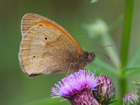 Maniola jurtina 58, Bruin zandoogje, Saxifraga-Rudmer Zwerver