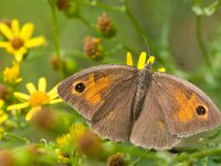 Maniola jurtina 61, Bruin zandoogje, Saxifraga-Rik Kruit