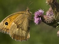 Maniola jurtina 68, Bruin zandoogje, male, Saxifraga-Jan van der Straaten