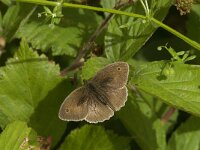 Maniola jurtina 75, Bruin zandoogje, Saxifraga-Jan van der Straaten