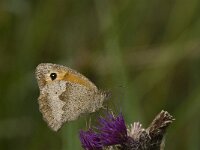 Maniola jurtina 79, Bruin zandoogje, Saxifraga-Jan van der Straaten