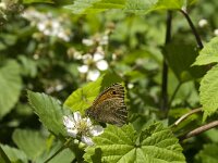 Maniola jurtina 85, Bruin zandoogje, Saxifraga-Jan van der Straaten