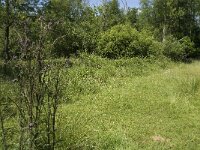 Maniola jurtina 89, Bruin zandoogje, habitat, NL, Noord-Brabant, Oirschot, De Mortelen, Saxifraga-Jan van der Straaten