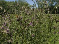 Maniola jurtina 93, Bruin zandoogje, habitat, NL, Noord-Brabant, Oirschot, De Mortelen, Saxifraga-Jan van der Straaten