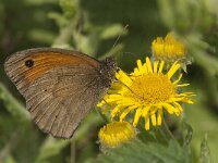Maniola jurtina 98, Bruin zandoogje, Saxifraga-Jan van der Straaten
