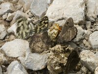 Melanargia galathea 10, Dambordje, Saxifraga-Marijke Verhagen