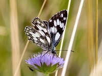 Melanargia galathea 124, Dambordje, Saxifraga-Bart Vastenhouw