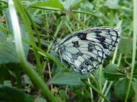 Melanargia galathea 127, Dambordje, Saxifraga-Ed Stikvoort : ZW van Cordiñanes de Valdeón s9900