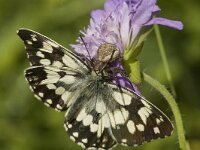 Melanargia galathea 3, Dambordje, Saxifraga-Marijke Verhagen