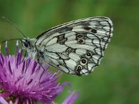 Melanargia galathea 30, Dambordje, male, Saxifraga-Jan van der Straaten