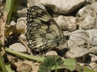 Melanargia galathea 36, Dambordje, male, Saxifraga-Jan van der Straaten
