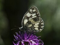 Melanargia galathea 45, Dambordje, Saxifraga-Willem van Kruijsbergen