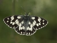 Melanargia galathea 50, Dambordje, Saxifraga-Jan van der Straaten
