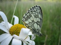 Melanargia galathea 54, Dambordje, Saxifraga-Arthur van Dijk