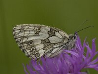 Melanargia galathea 71, Dambordje, Saxifraga-Wim van Kruijsbergen