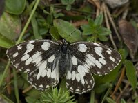 Melanargia galathea 75, Dambordje, Saxifraga-Willem van Kruijsbergen