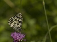 Melanargia galathea 77, Dambordje, male,  Saxifraga-Jan van der Straaten