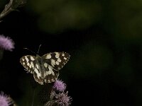 Melanargia galathea 78, Dambordje, Saxifraga-Jan van der Straaten