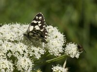 Melanargia galathea 79, Dambordje, Saxifraga-Willem van Kruijsbergen