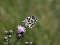 Melanargia galathea 82, Dambordje, Saxifraga-Peter Meininger