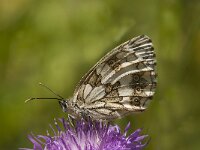 Melanargia galathea 85, Dambordje, Saxifraga-Marijke Verhagen