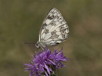Melanargia galathea 92, Dambordje, Saxifraga-Willem van Kruijsbergen