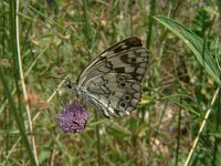 Melanargia russiae 2, Zuidelijk dambordje, Vlinderstichting-Henk Bosma