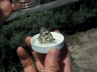 Melanargia russiae 3, Zuidelijk dambordje, Vlinderstichting-Kars Veling