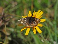 Melitaea asteria 2, Dwergparelmoervlinder, Vlinderstichting-Albert Vliegenthart