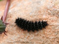 Melitaea cinxia 15, Veldparelmoervlinder, larva,  Saxifraga-Kars Veling