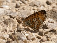 Melitaea cinxia 22, Veldparelmoervlinder, Saxifraga-Jan van der Straaten