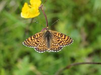 BESNA KOBILA. VELDPARELMOERVLINDER.