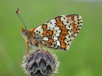 Melitaea cinxia 4, Veldparelmoervlinder, Saxifraga-Mark Zekhuis