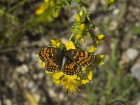 Melitaea varia 4, Alpenparelmoervlinder, female, Saxifraga-Jan van der Straaten