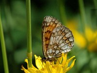 Melitaea varia 7, Alpenparelmoervlinder, male, Saxifraga-Jan van der Straaten