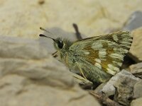 Muschampia cribrellum 2, Moza-iekdikkopje, Vlinderstichting-Chris van Swaay  5.17 09:13