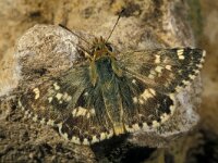 Muschampia proto 2, Klein brandkruiddikkopje, male, Saxifraga-Frits Bink