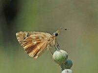 Muschampia proto 4, Klein brandkruiddikkopje, Vlinderstichting-Albert Vliegenthart