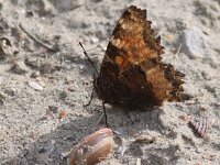 Nymphalis polychloros 5, Grote vos, Saxifraga-Peter Meininger