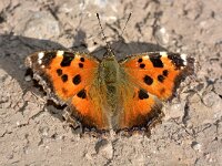 Nymphalis xanthomelas 3, Oostelijke vos, Saxifraga-Peter Gergely