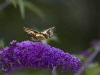 Papilio machaon 100, Koninginnenpagina, Saxifraga-Jan Nijendijk