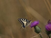 Papilio machaon 106, Koninginnenpage, Saxifraga-Peter Meininger