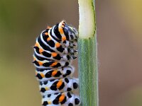 Papilio machaon 110, Koninginnenpage, Saxifraga-Tom Heijnen