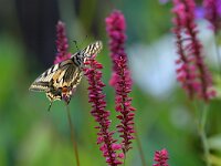 Papilio machaon 117, Koninginnenpage, Saxifraga-Tom Heijnen