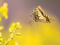Flying Old World swallowtail butterfly  Flying Old World swallowtail butterfly (Papilio machaon) drinking nectar on yellow flower background : Flowers, Peloponnese, Peloponnesos, air, amaranth, animal, background, beautiful, beauty, black, blossom, butterfly, closeup, colorful, day, environment, europe, fauna, flora, floral, flower, flying, garden, globe, greece, green, head, insect, little, machaon, macro, mid, natural, nature, orange, papilio, perching, plant, red, season, spring, summer, swallowtail, tropical, white, wild, wildlife, wing, yellow